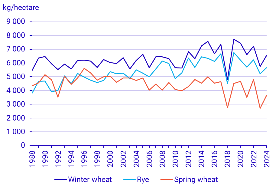 Graph: Winter wheat, spring wheat and rye, yield per hectare