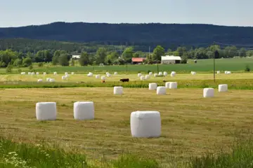 Bild på öppen jordbruksmark med åtskilliga vita rundbalar