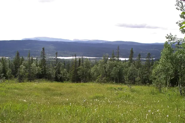 skog och fjäll